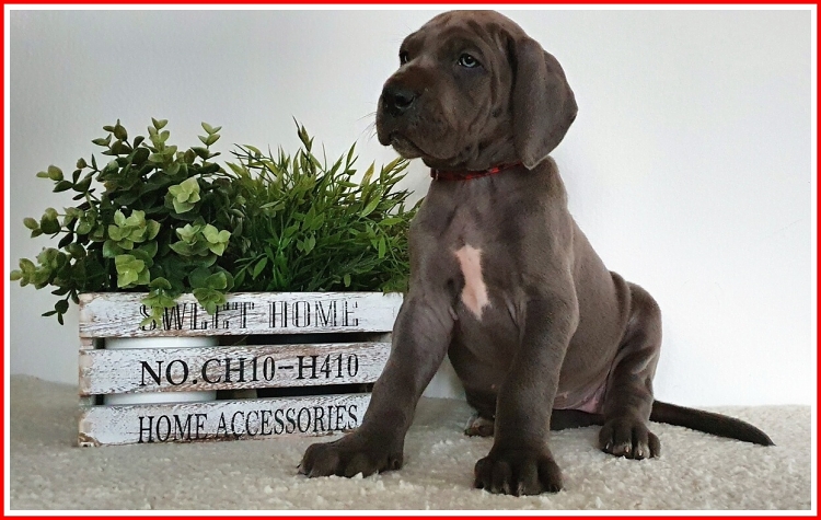 Litter Q 6 weeks